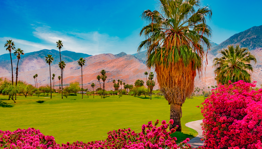 Bougainvilleas grow alongside the green belt in Palm Springs, California