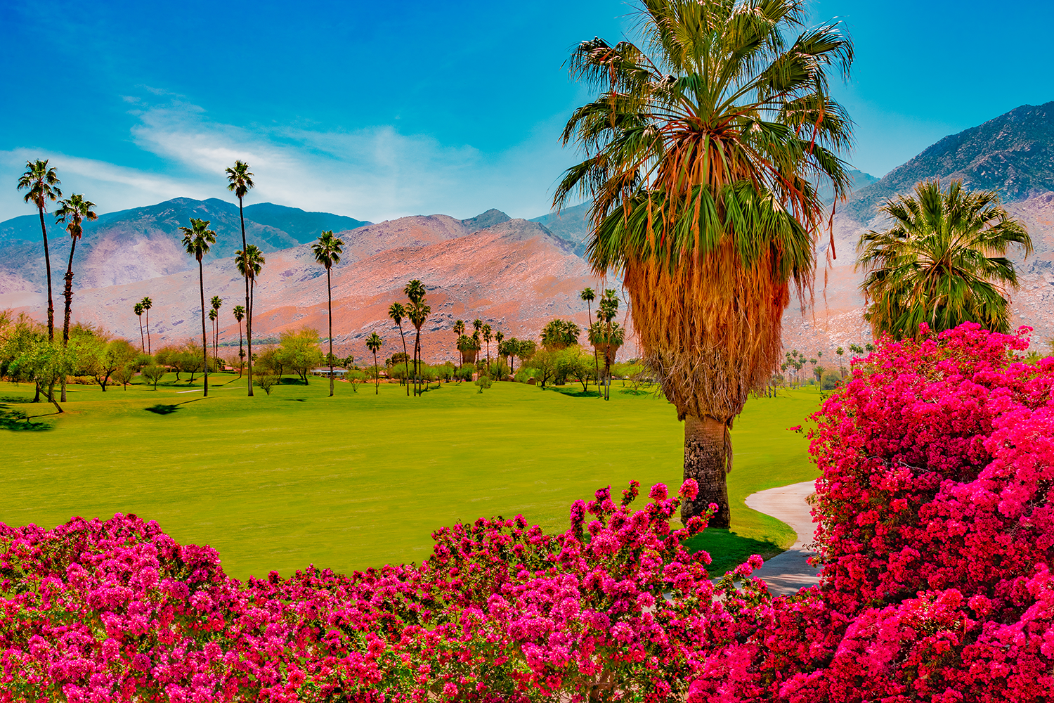 Bougainvilleas grow alongside the green belt in Palm Springs, California